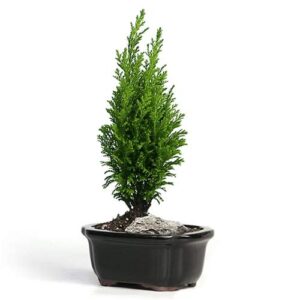 Rare Pencil Pine Plant – with Pot