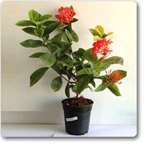 Ixora mini dwarf red Flower plant – with Pot