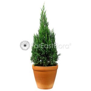 Rare Pencil Pine Plant – with Pot