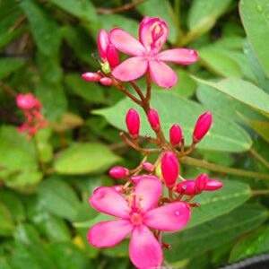 Pink Jatropha Flower Plant – with Pot