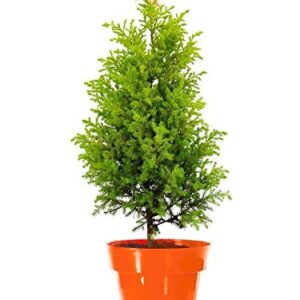 Air purifying Christmas Tree/Araucaria Heterophylla plant with Pot