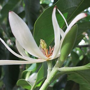 Exotic Plant Magnolia Alba White Chemapak Champa Plant – with Pot