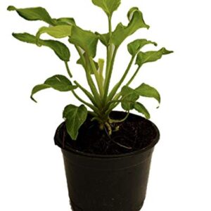 Philondendron Xanadu Plant – with Pot