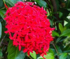 Ixora Drak Red Flower Plant – with Pot