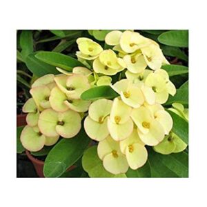 Euphorbia Yellow Plant – with Pot