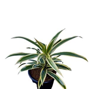 Song Of India (Dracaena Reflexa) with Pot