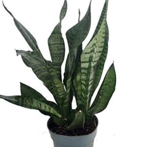 Snake Plant – With Ceramic Pot