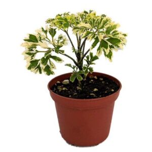 Aralia Snow White Plant with Pot