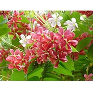 Madhumalti(Rangoon Creeper) Red White Flower Plant – with Pot