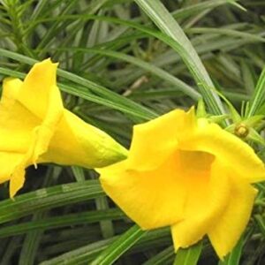 Yellow Kaner/Nerium Oleander Flower Plant – with Pot