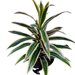 Song Of India (Dracaena Reflexa) with Pot