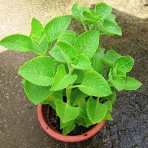 Ajwain Plant with Pot