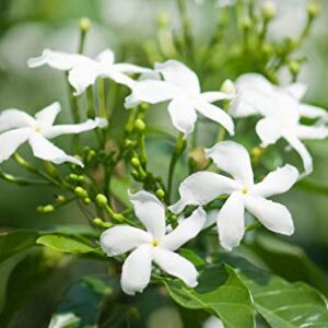 Kunda, Downy Jasmine Chameli (चमेली) Plant – with Pot