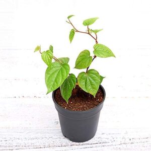 Maghai paan/betel small leaf plant with Pot