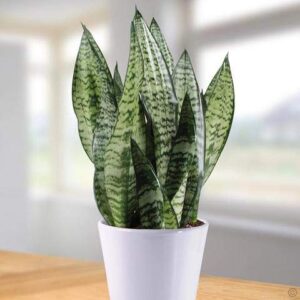 Snake Plant – With Ceramic Pot