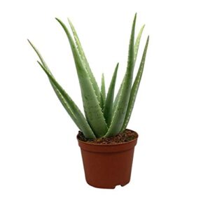 Aloe Vera Plant with Pot