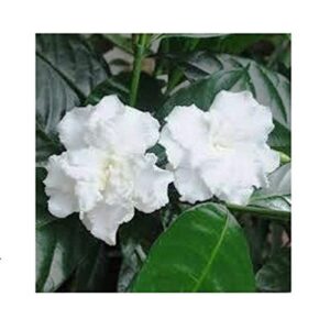 Double Chandni/Jasmine Beautiful Flower Plant – with Pot