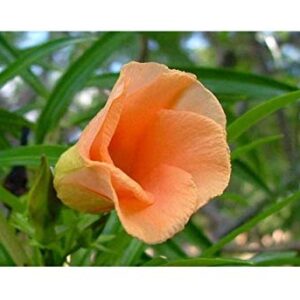 Orange Kaner Flower Plant – with Pot