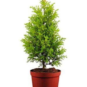 Air purifying Christmas Tree/Araucaria Heterophylla plant with Pot