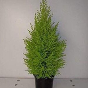 Christmas Tree/ Goldcrest Araucaria Plant – with Pot