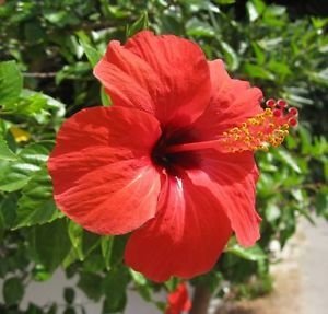 Red Hibiscus/Gudhal Plant with Pot