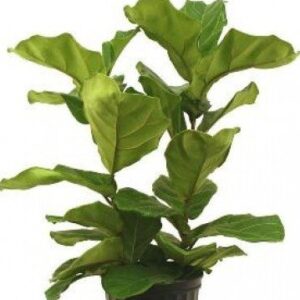 Ficus Lyrata Plant with Pot