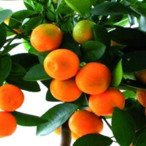 Orange Fruit Plant, Narangi Plant, Citrus, Sinensis Plant – with Pot