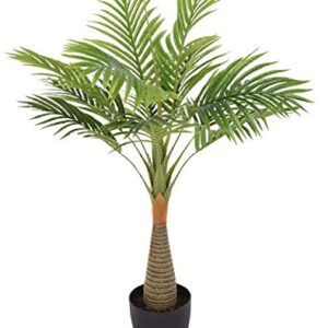 Bottle Palm, Royal Palm Plant – with Pot