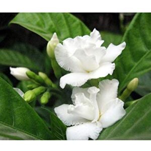 Double Chandni/Jasmine Beautiful Flower Plant – with Pot