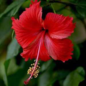 Red Hibiscus/Gudhal Plant with Pot