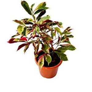 Laila Majnu Plant/ Exoecaria verigated plant – with Pot