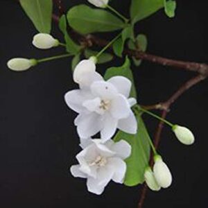 White Jatropha Flower Plant – with Pot