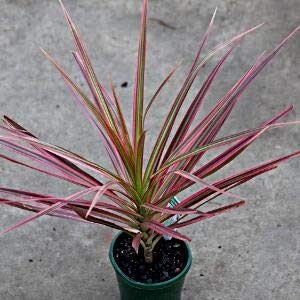 Dracaena Colorama Plant – with Pot