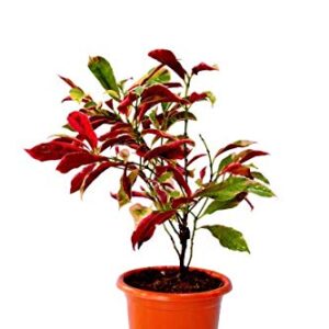 Laila Majnu Plant/ Exoecaria verigated plant – with Pot