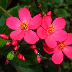 Pink Jatropha Flower Plant – with Pot