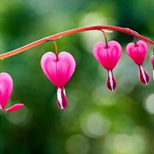 Bleeding Heart Pink Flower Plant – with Pot