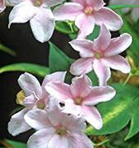 Jasminum Polyanthum” PINK JASMINE” Mogra fragrant Flower Plant – with Pot