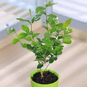 Jasmine Plant Motiya/Mogra Aromatic Gardening Flowering Plant – with Decorative Pot