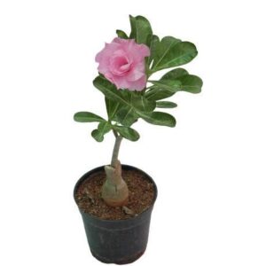 Adenium bonsai looking plant – with Pot