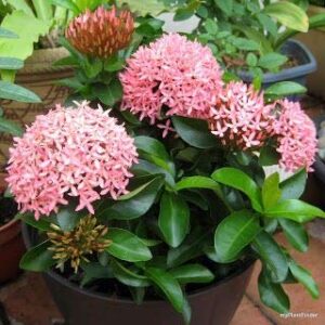 Ixora Mini Pink Flowering  Plant – with Pot