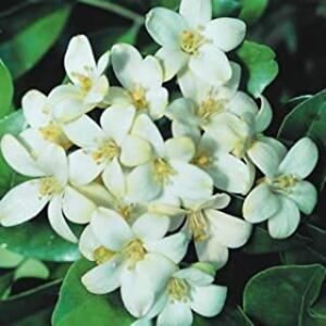 Manokamini/Murraya Paniculata/Kunti/Kamini/ Orange Jasmine Plant – with Pot