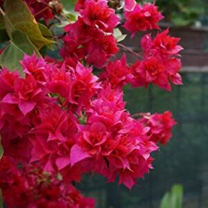 Exoticflora Creepers And Climbers Bougainvillea Dark Pink Double Creepers And Climbers Healthy Plant with Pot