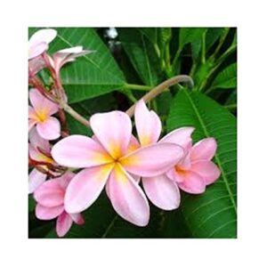 Plumeria Champa Pink Flower Plant – with Pot