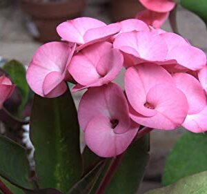 Euphorbia Pink Plant – with Pot