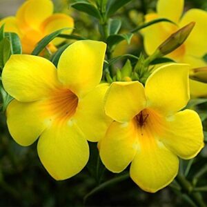 Allamanda Yellow Flower Plant with Pot