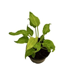 Philondendron Xanadu Plant – with Pot