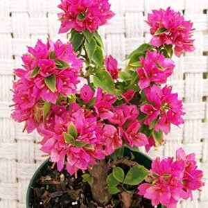 Bougainvillea Dwarf Pink Plant with pot – with Pot