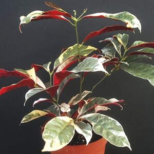 Excoecaria Bicolor (Laila Majnu) Plant – with Pot