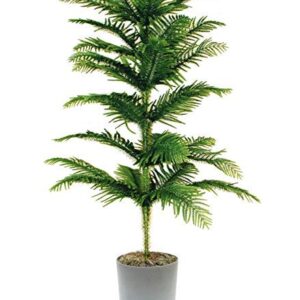 Christmas Tree/ Araucaria Plant – with Pot