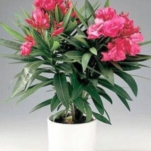 Nerium Oleander Dwarf Flower Plant – In Ceramic Pot